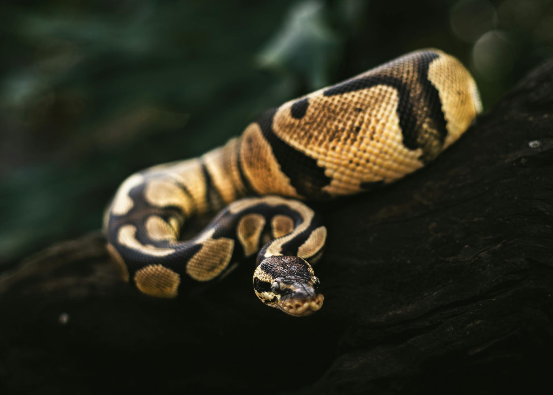 a snake on a log, serpiente de madera blog